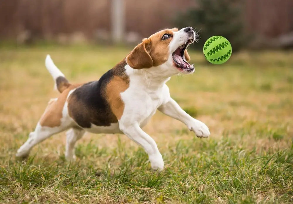 Pelota mordedor para perros